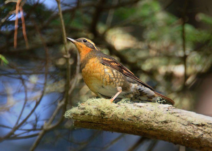 Varied Thrush