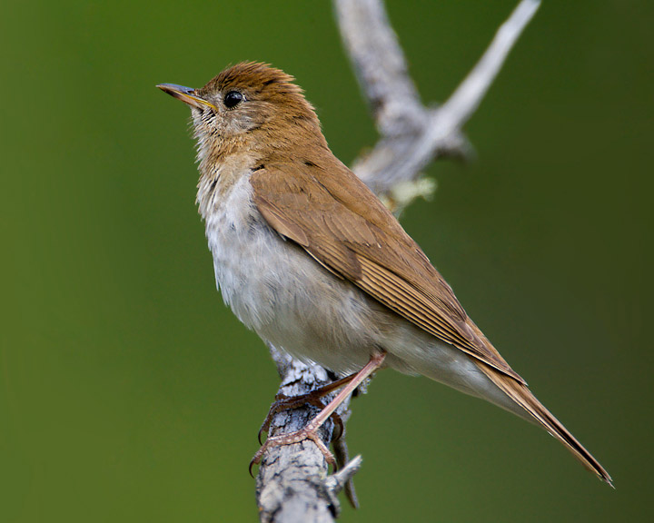 Veery