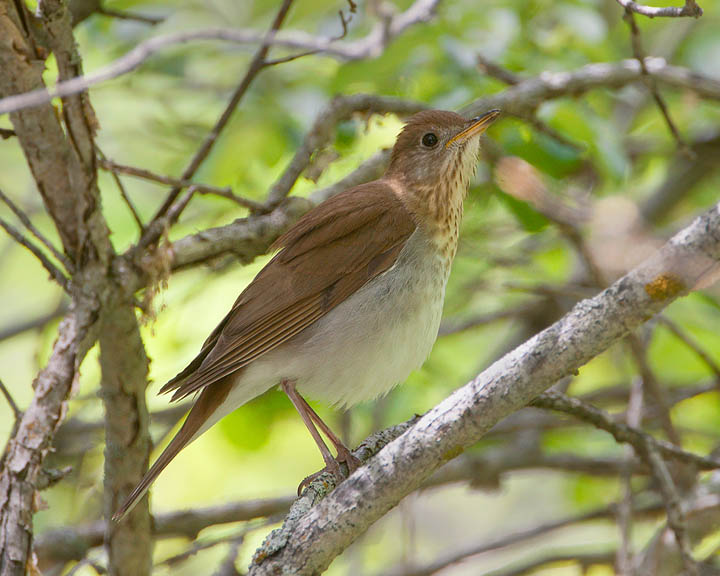 veery