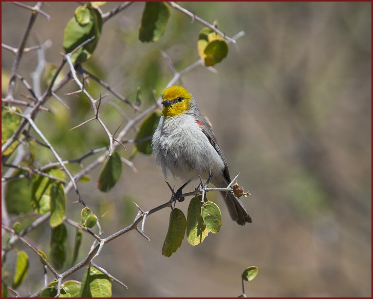 verdin