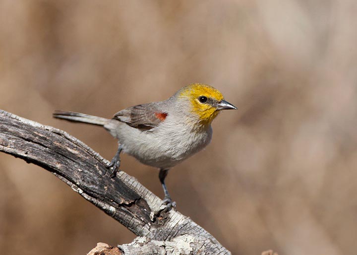 verdin