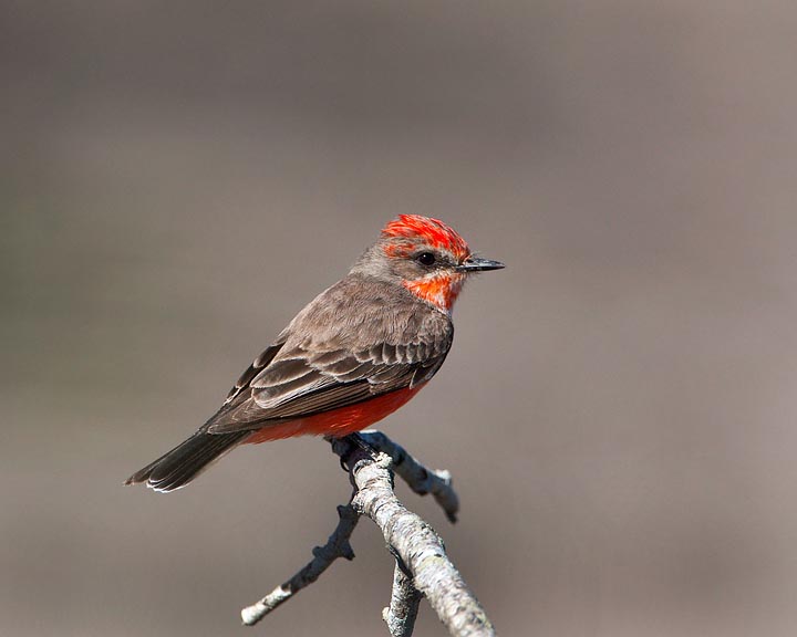 Vermilion Flycatcher