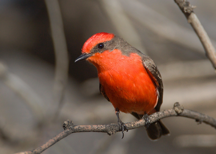 Vermilion Flycatcher