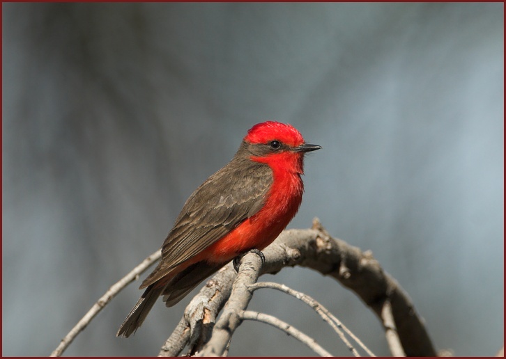 Vermilion Flycatcher