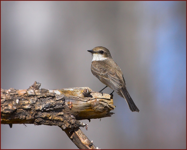 Vermillion Flycatcher