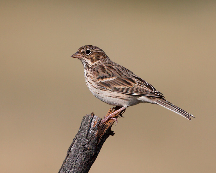 Vesper Sparrow