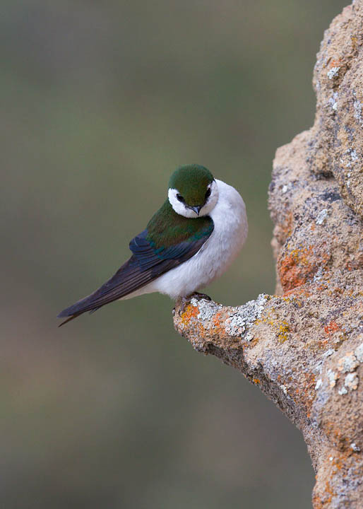 violet-green swallow