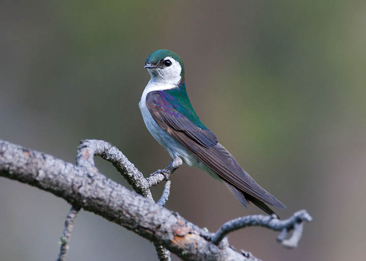 violet-green swallow