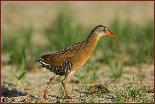 Virginia Rail