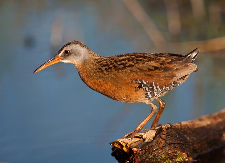 Virginia Rail