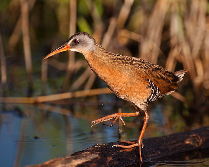 Virginia Rail