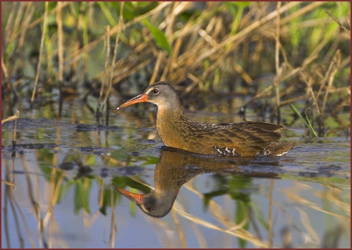 Virginia Rail