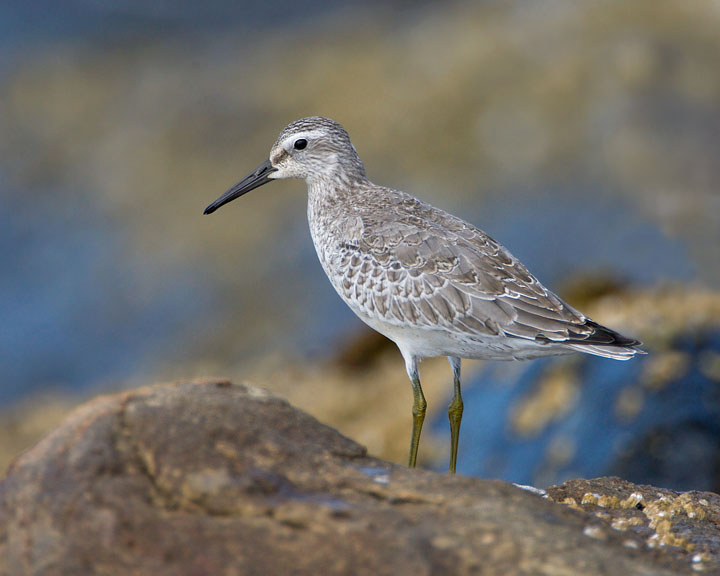 Wandering Tattler