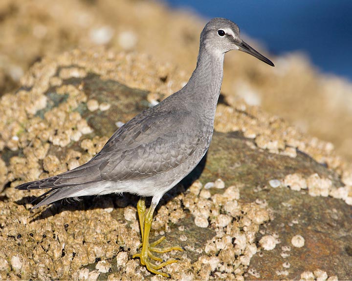 Wandering Tattler