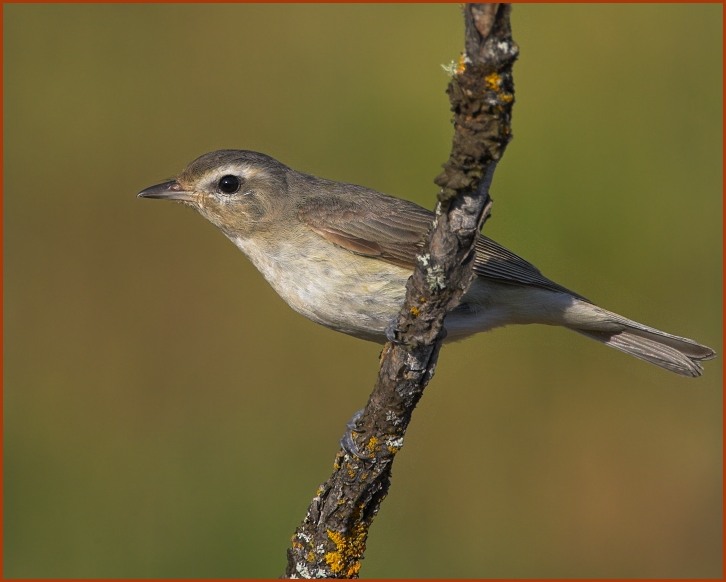 Warbling Vireo