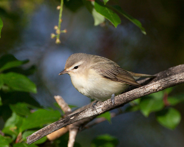 warbling vireo