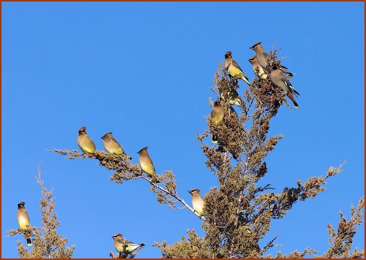 waxwings