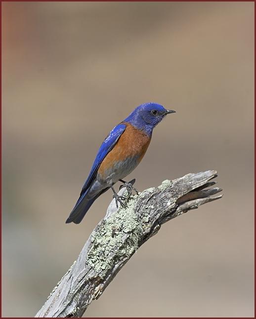 western bluebird