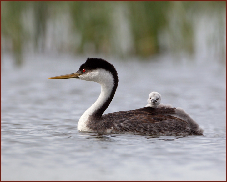 Western Grebe