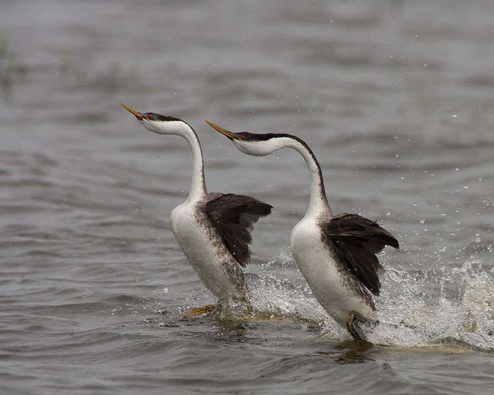 western grebe