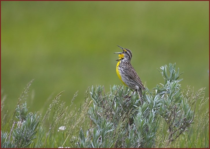 western meadowlark