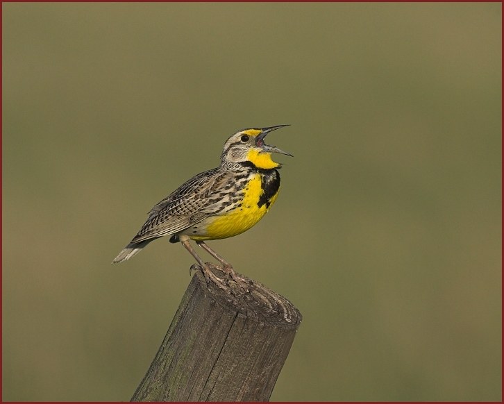 western meadowlark