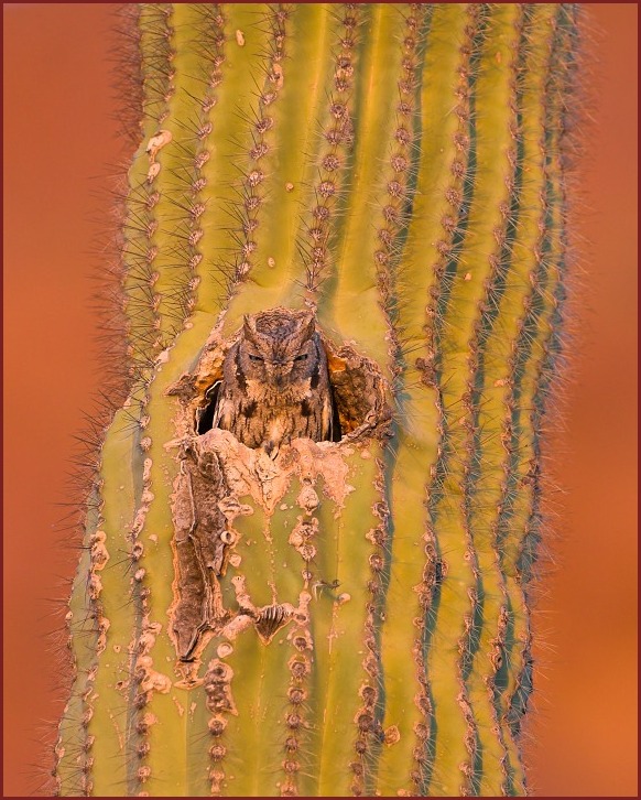 western screech-owl