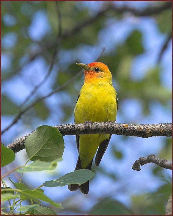 western tanager