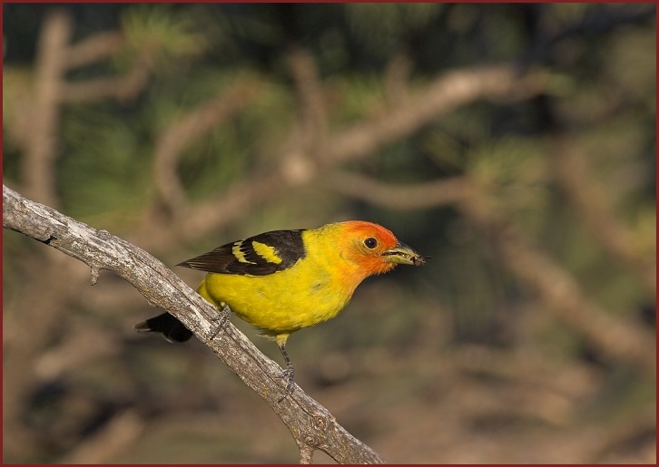 western tanager