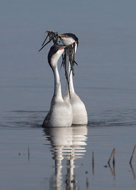 western grebe