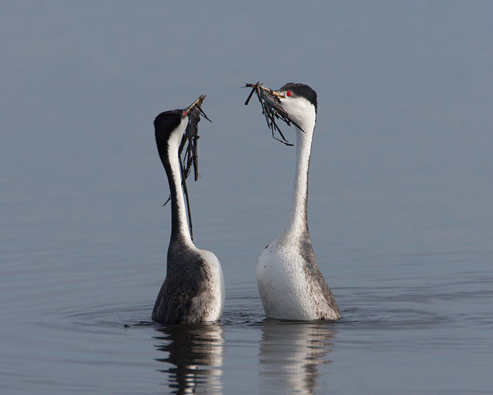 western grebe