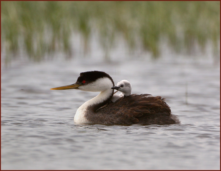 Western Grebe