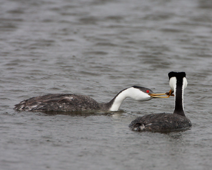 western grebe