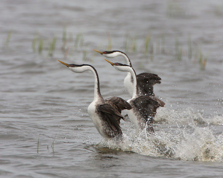 western grebe