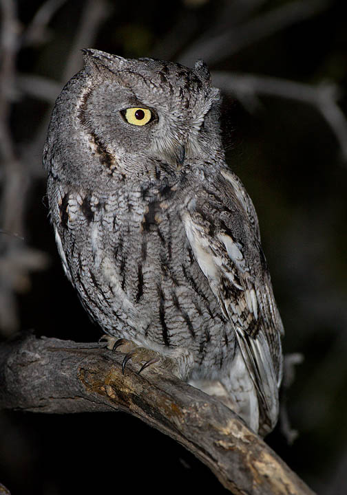 western screech-owl