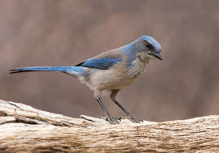 western scrub-jay