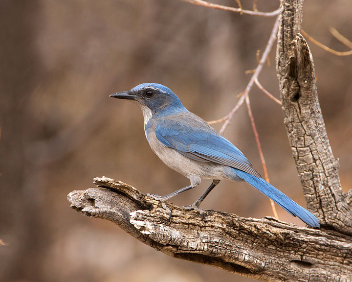 western scrub-jay