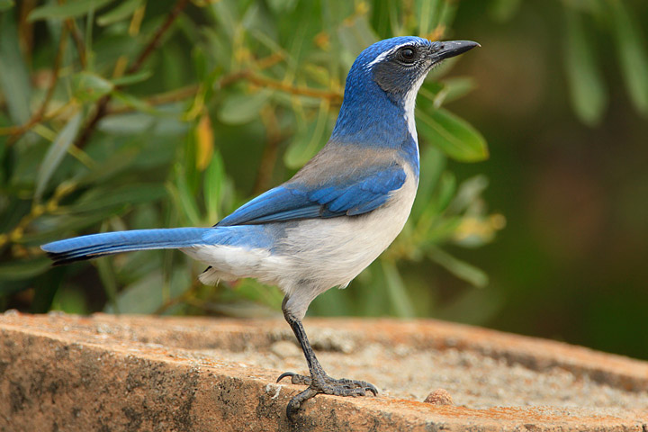 California Scrub-Jay