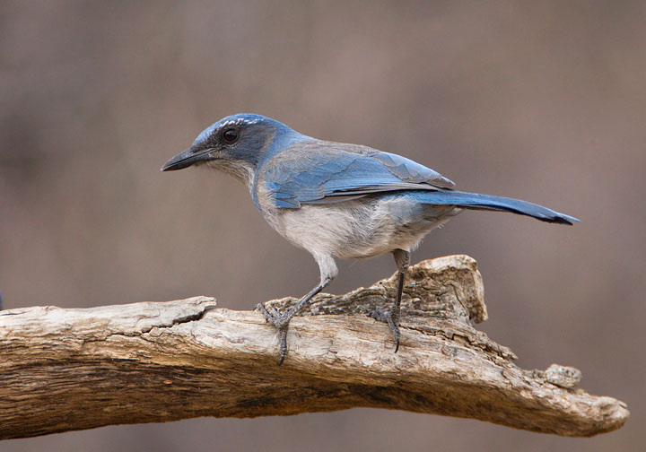 Woodhouse's scrub-jay