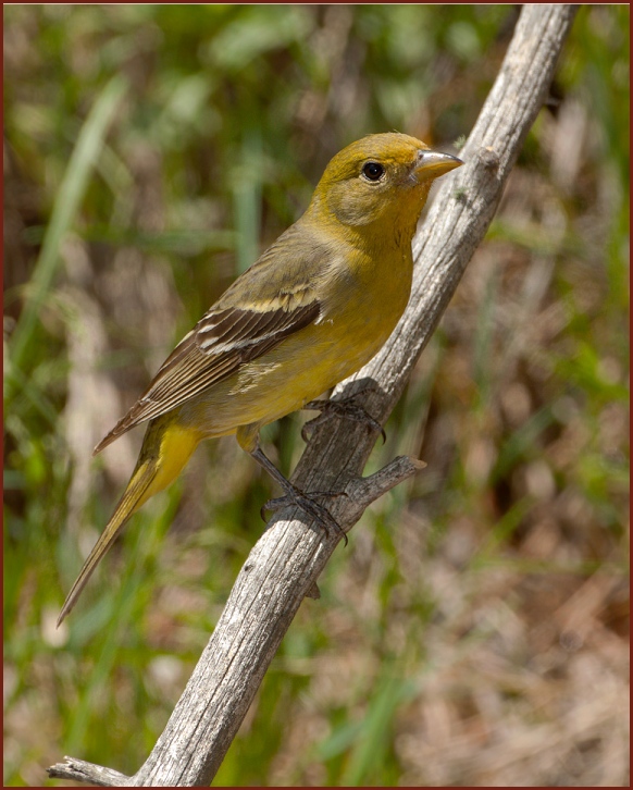 western tanager