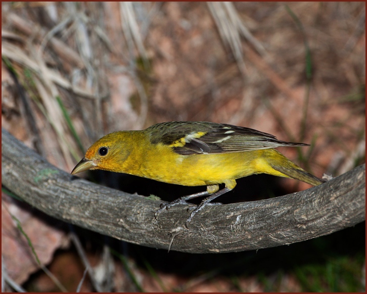 western tanager