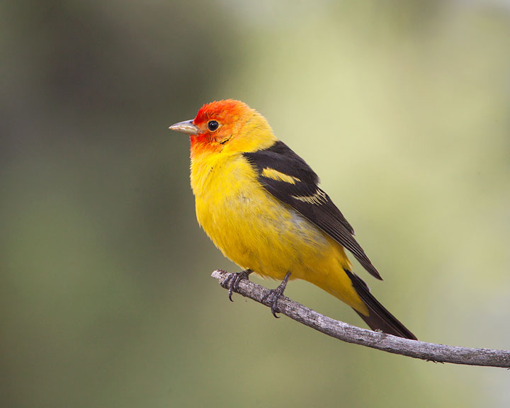 western tanager