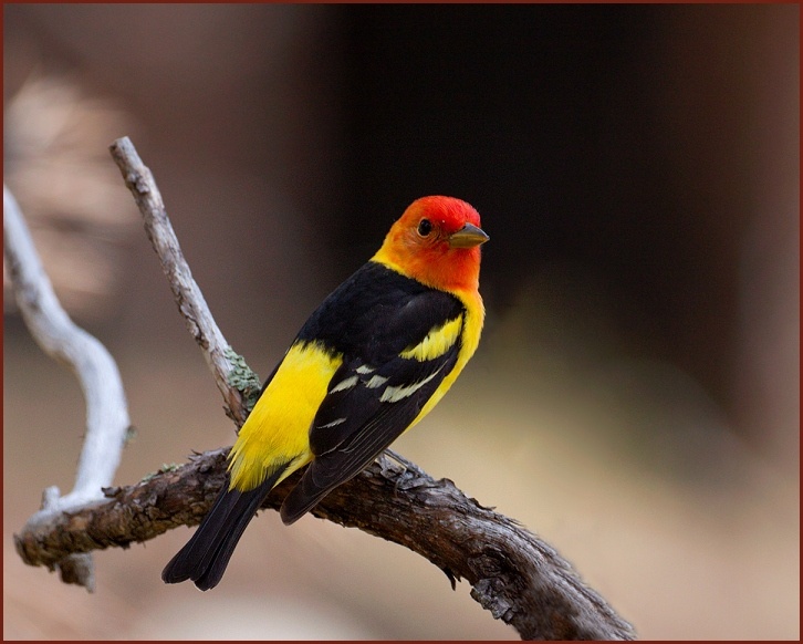 western tanager