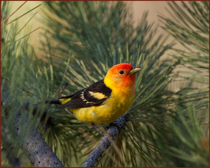 western tanager