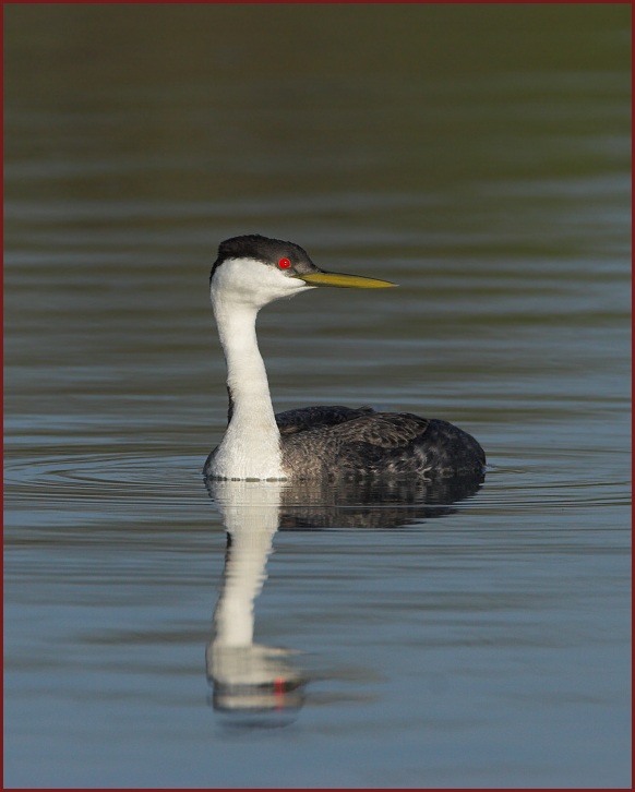 western grebe