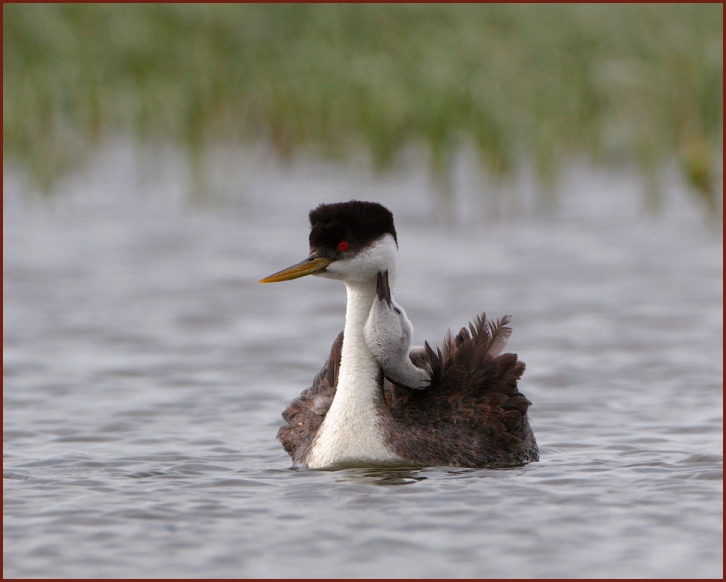 Western Grebe