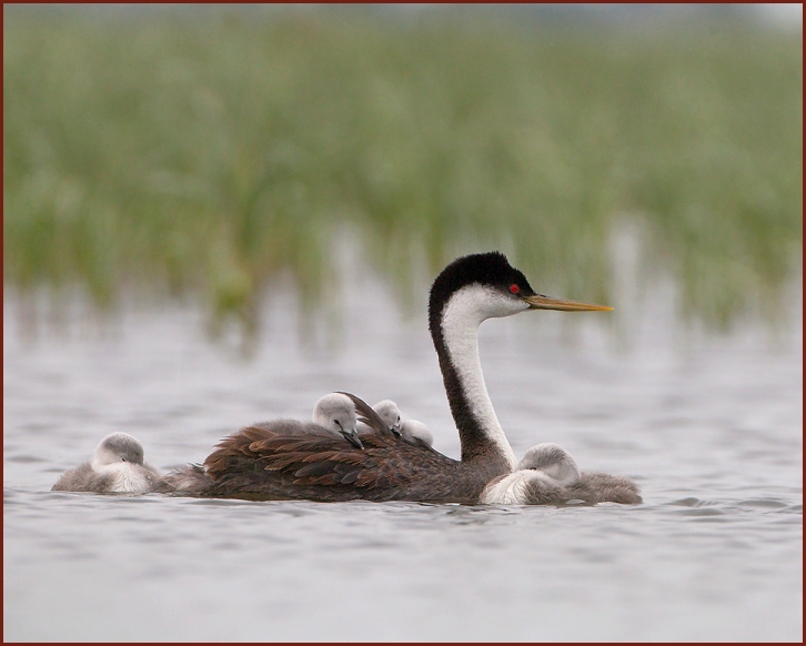 Western Grebe