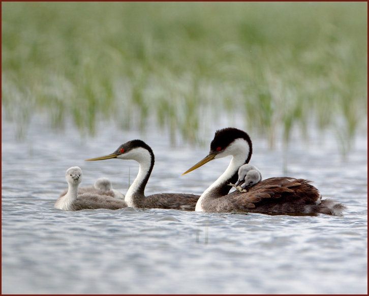 Western Grebe