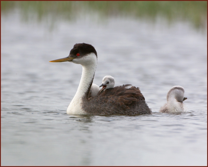 Western Grebe