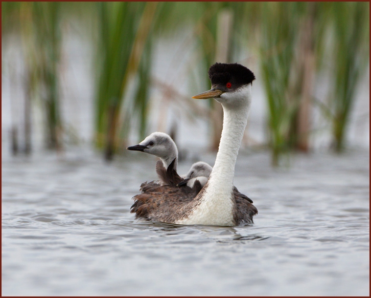 Western Grebe